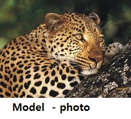 panther-model
