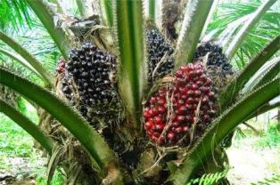 பெரம்பலூர்: மானிய விலையில் எண்ணெய் பனை கன்றுகள்; கலெக்டர் தகவல்!
