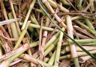 பெரம்பலூர்: 50 சதவீத மானியத்தில் புல் நறுக்கும் கருவிகள்; கலெக்டர் தகவல்!