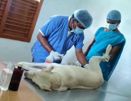 பெரம்பலூர்: தெரு நாய்களுக்கு கருத்தடை மையம்; கலெக்டர் தகவல்!