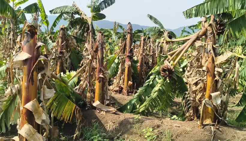 பெரம்பலூர்: கோடை மழையின் போது சூறைக்காற்று; மா, வாழை, மக்காச்சோள பயிர்கள் கடும் சேதம்!! தேர்தல் ஆணையம் இழப்பீடு வழங்க நடவடிக்கை எடுக்க வேண்டும் விவசாயிகள் கோரிக்கை!