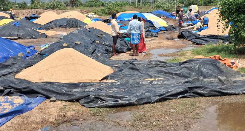 பெரம்பலூர்: போதிய ஆட்கள் இல்லாததால் விவசாயிகள் விற்பனைக்கு வைத்திருந்த நெல் கோடை மழையில் முளைத்தன!
