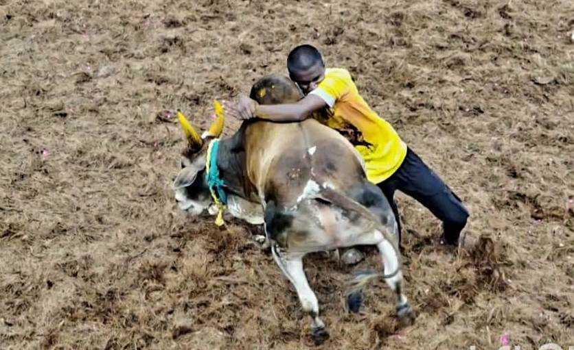 பெரம்பலூர்: விசுவகுடியில் ஜல்லிக்கட்டு போட்டி; 602 காளைகள், 334 வீரர்கள் பங்கேற்பு, 42 பேர் காயம்!!